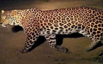 उत्तराखंड के पौड़ी में दिल दहला देने वाली घटना: मां के सामने बच्ची को उठा ले गया गुलदार, 20 मीटर दूर मिला शव