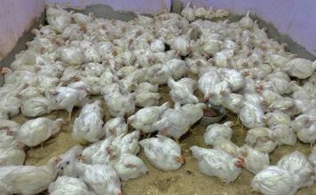 कांवड़ यात्रा और महाशिवरात्रि को लेकर रुद्रपुर-काशीपुर में 15 फरवरी तक मांस बिक्री पर प्रतिबंध, पकड़े जाने पर लगेगा जुर्माना